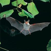 Bechsteinfledermaus